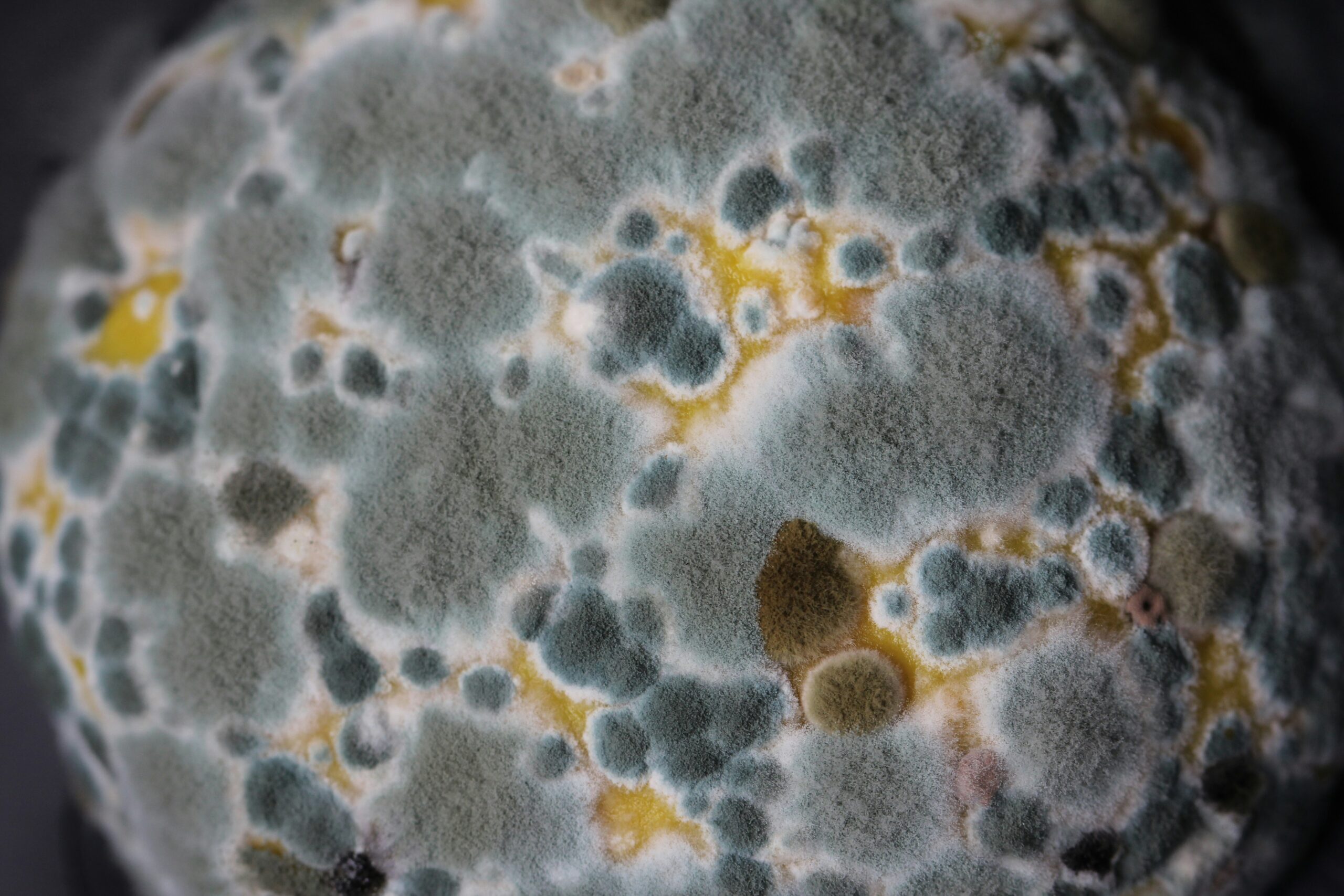 Close-up image of various colored mold spores indicating potential toxicity